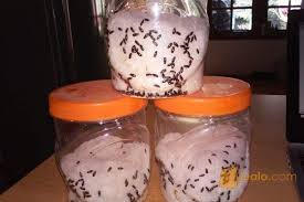 Image result for sehat dengan semut jepang