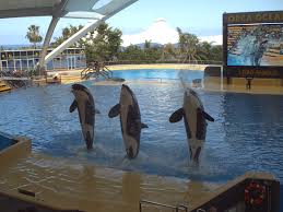 Resultado de imagen de imagenes de loro parque