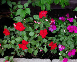 Image of Impatiens flowers