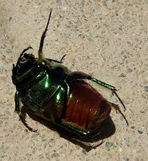 Résultat de recherche d'images pour "metallic green fig beetle"