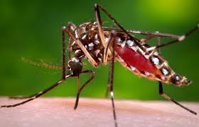 Image result for PICTURES OF MOSQUITO