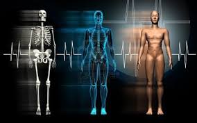Resultado de imagen para cuerpo humano