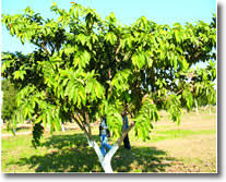 Image result for sagwan image green tree image