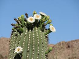 Image result for saguaro cactus
