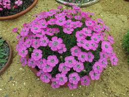 images?q=tbn:ANd9GcS-SfQA6-ViWXaMTK4kajD