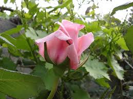 Résultat de recherche d'images pour 