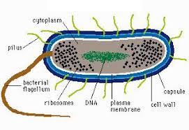 Resultado de imagem para bacteria