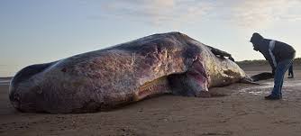 Image result for sperm whale beached