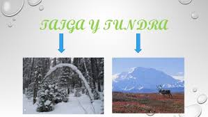 Image result for tundra and taiga
