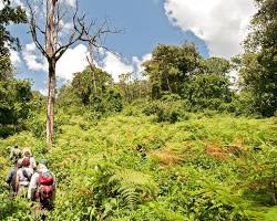Image of Forest walk in Mahale Mountains National Park