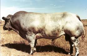 Image result for belgian blue bull meat