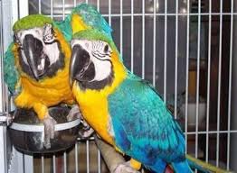 Image result for baby macaw parrot for sale