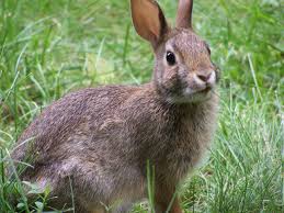 Image result for RABBIT