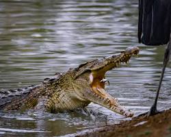 Image of crocodile lunging out of the water to catch a bird