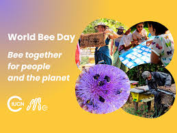 World Bee Day: New momentum for pollinator conservation