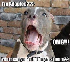 Dog Quotes Funny on Pinterest | Dogs Funny Husky, Funny Dog ... via Relatably.com