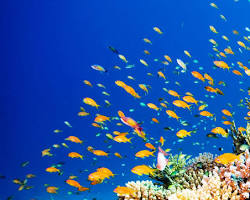 Imagen de Coral reef with fish