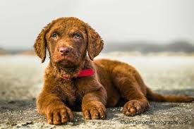 Image result for "Chesapeake bay retriever"