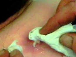 Image result for puss