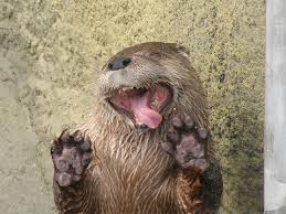 Image result for animals in love