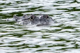 Florida woman swimming in river killed in rare alligator attack at state forest