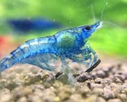 shrimp in an aquariumの画像