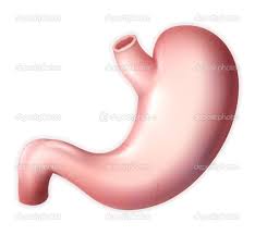 Image result for human stomach