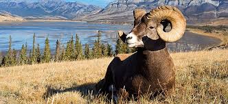 Image result for IRAN HORSES