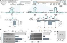 Unveiling RNA-based Anti-CRISPRs: Bacteriophages’ Technique to Suppress CRISPR-Cas Immunity