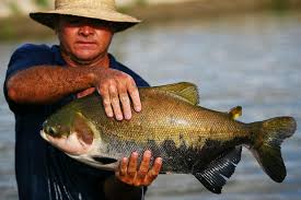 Pesca do tambaqui pode ser proibida no Brasil; entenda o que muda para a espécie | Brasil | O Liberal