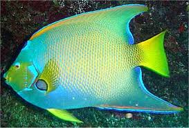 Image result for angelfish