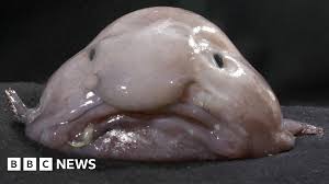 Blobfish Named New Zealand's Fish of the Year