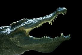 Résultat de recherche d'images pour "krokodil"