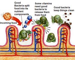 Resultado de imagen para good bacteria