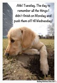 Image result for picture . dog . tuesday