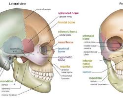 Image of Cranial anatomy