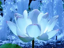 Resultado de imagen de flores