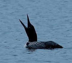 Image result for loons