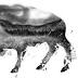 The Bison Roundup the Government Wants to Hide