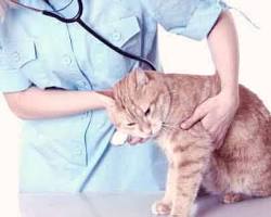 veterinarian examining a catの画像