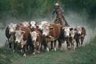 Low Stress Methods for Moving and Herding Cattle on Pastures