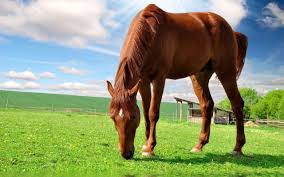 Image result for HORSE