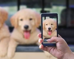 person taking a picture of their pet for social mediaの画像