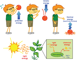 Image result for organisms and their environment