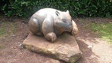 Image result for wombat