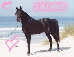 Résultat de recherche d'images pour "image de chevaux"