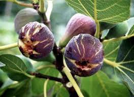 Resultado de imagem para patlican incir