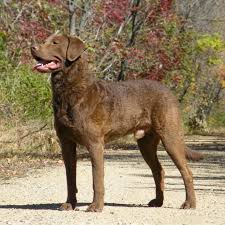 Image result for "Chesapeake bay retriever"