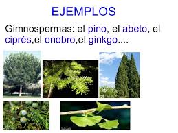 Resultado de imagen para imagenes de plantas gimnospermas con sus nombres