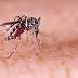 Where could Zika strike in Miami? UM researchers aim to predict